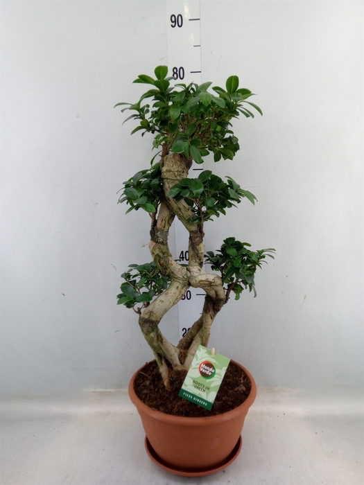 <h4>Ficus microcarpa 'Ginseng'</h4>