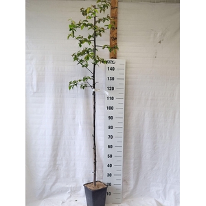 Cydonia oblonga   ...