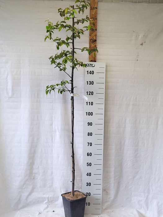 <h4>Cydonia oblonga   ...</h4>