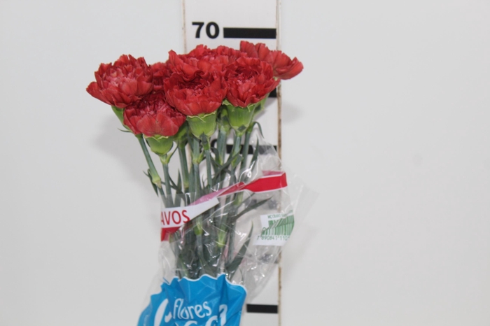 <h4>CRAVO FABULOUS</h4>