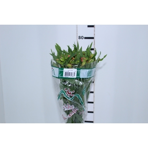ALSTROEMERIA OPTIMA 080 CM