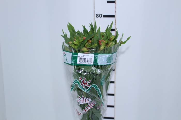 ALSTROEMERIA OPTIMA 080 CM