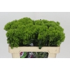 Dianthus Br Kiwi Mellow