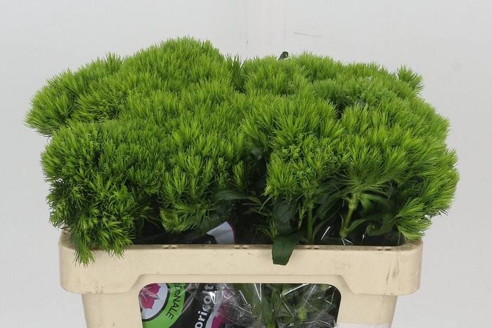 <h4>Dianthus Br Kiwi Mellow</h4>