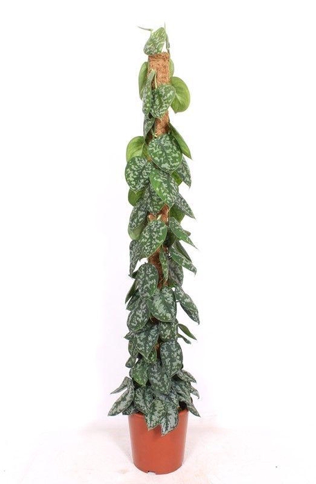 <h4>Scindapsus Trebie</h4>