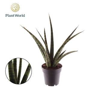 Sansevieria trifasciata 'Megan'