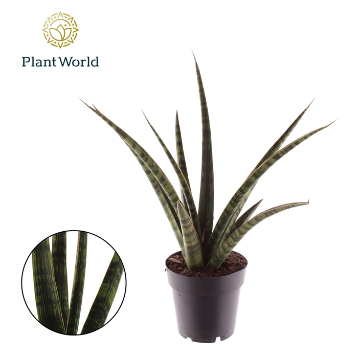 <h4>Sansevieria trifasciata 'Megan'</h4>