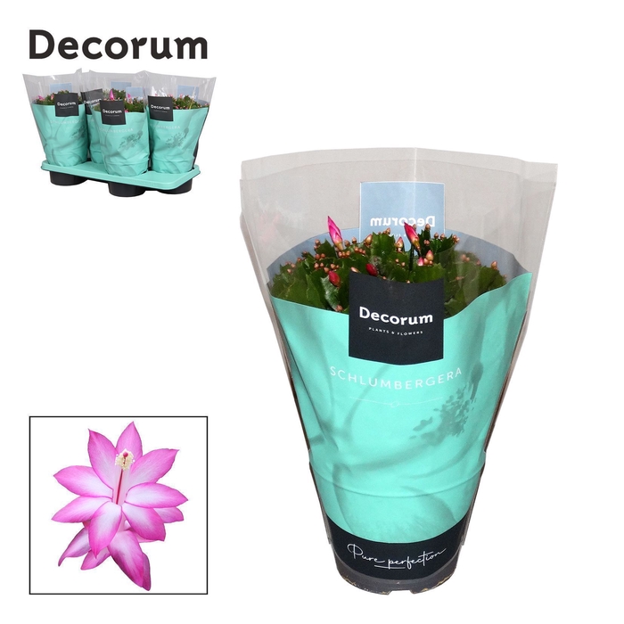 <h4>Schlumbergera - 17 cm - Purple (Jolly Dancer) - Decorum</h4>