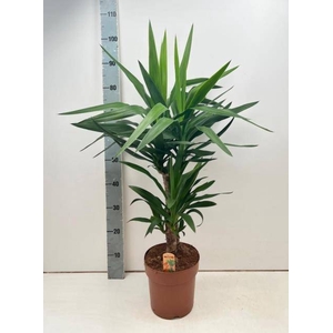 YUCCA