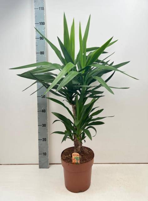 <h4>YUCCA</h4>