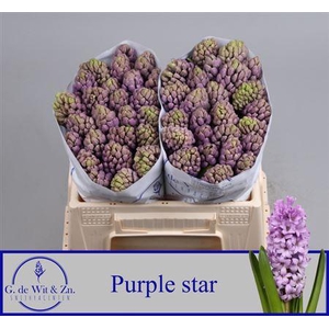 Hyac Purple Star