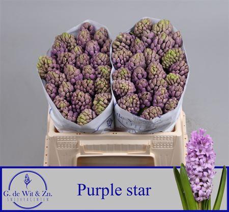 <h4>Hyac Purple Star</h4>