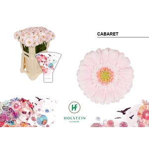 GERMINI CABARET GE MI CABARET EMMER
