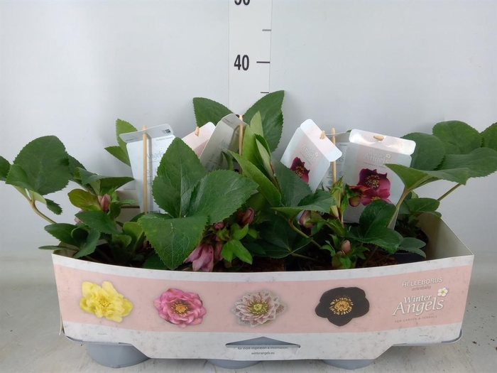 <h4>Helleborus ...</h4>
