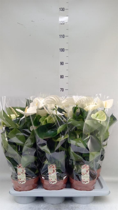 <h4>Anthurium andr. 'Alpine'</h4>