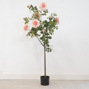 Af Rosa In Pot H155cm Pink