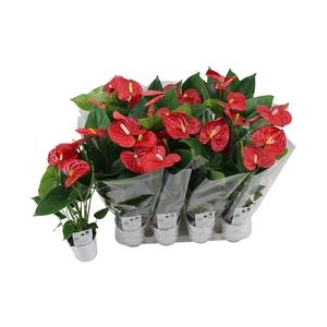 Anthurium XL.9 Jambo Red 9cm met blanco hoes