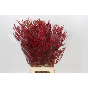 BROMELIABLOEM