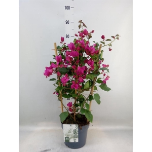Bougainvillea  'Sanderiana'
