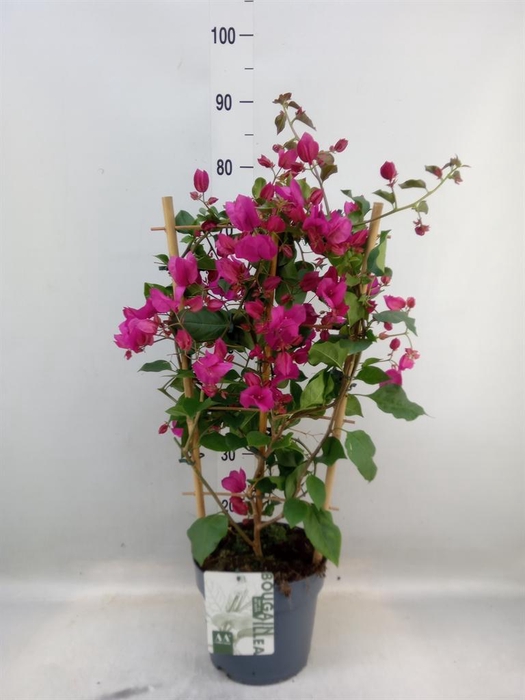<h4>Bougainvillea 'Sanderiana'</h4>