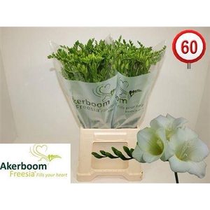 Fr En Wonderfu White 30gr