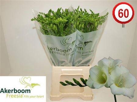 <h4>Fr En Wonderfu White 28gr</h4>