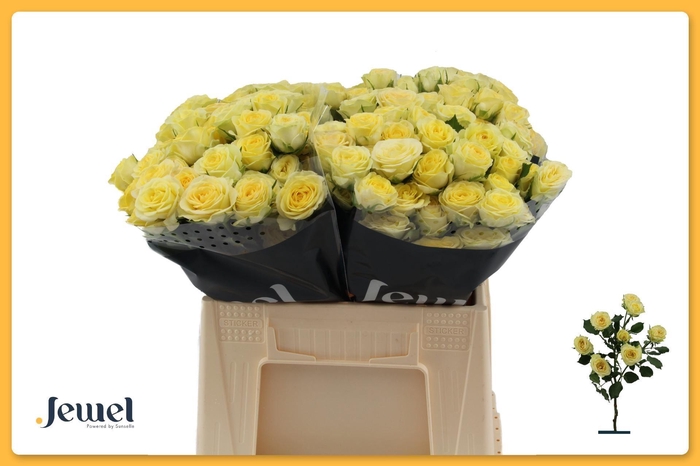 <h4>ROSA TR 'WEDDING INVITE'</h4>