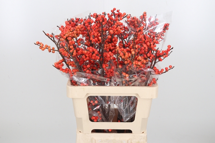 <h4>Ilex Vert Oudijks Oranje</h4>