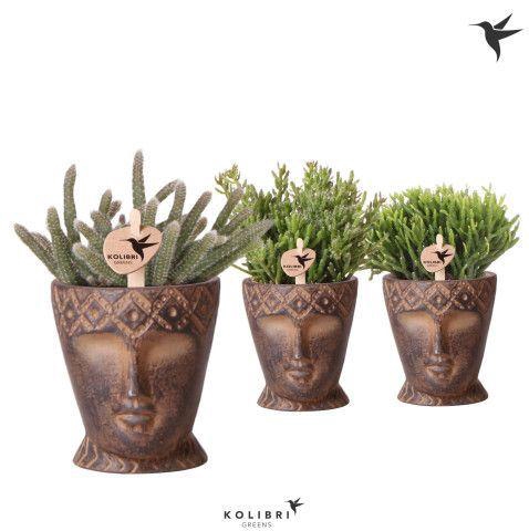 <h4>Kolibri Greens Rhipsalis mix in Totem Mask pot</h4>