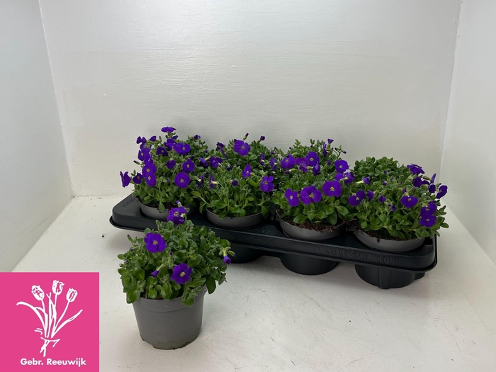 <h4>AUBR GRACILIS KITTE</h4>