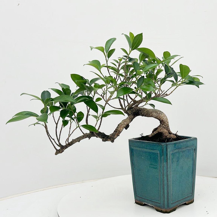 <h4>Ficus retusa, 12cm., cascade, without drip tray</h4>