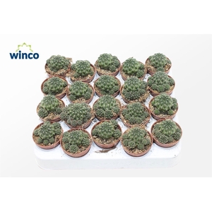 Sulcorebutia Canigueralii