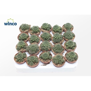 Sulcorebutia Canigueralii