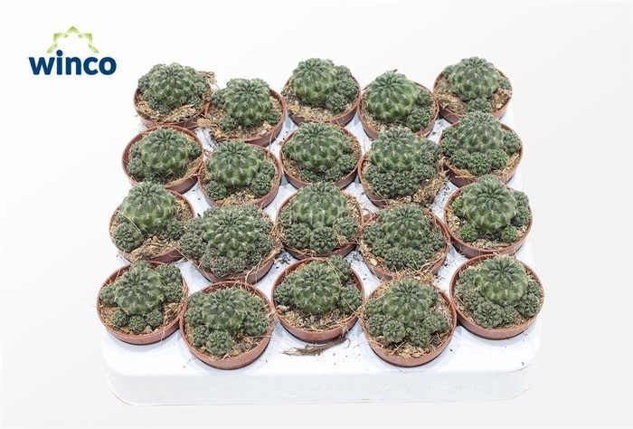 <h4>Sulcorebutia Canigueralii</h4>