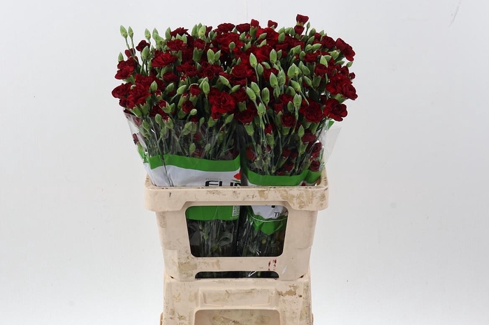 <h4>Di Tr Chateau  x20</h4>