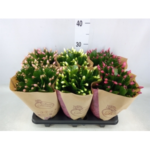 Schlumbergera   ...mix 3