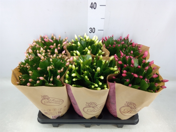 <h4>Schlumbergera   ...mix 3</h4>