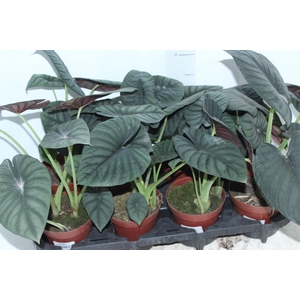 ALOCASIA NEBULA IMPERIALIS P12