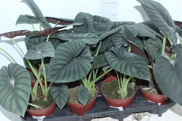 <h4>ALOCASIA NEBULA IMPERIALIS P12</h4>