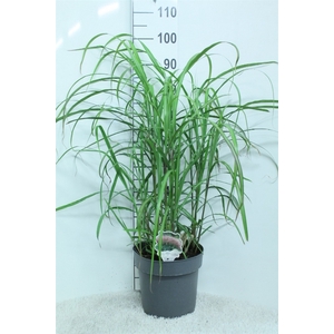 Miscanthus sin.
