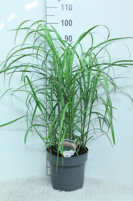 <h4>Miscanthus sin.</h4>