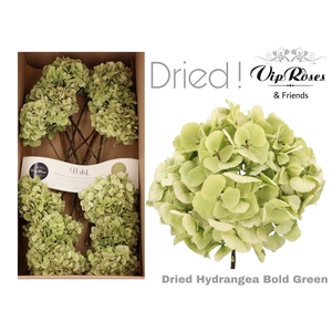 DRIED HYDRANGEA BOLD GREEN
