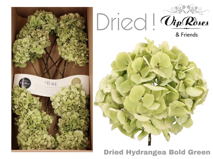 DRIED HYDRANGEA BOLD GREEN