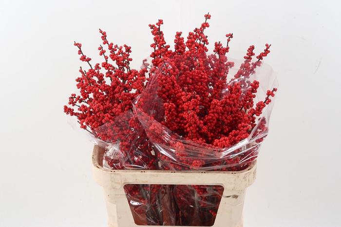 <h4>Ilex Ve Rode Bes</h4>