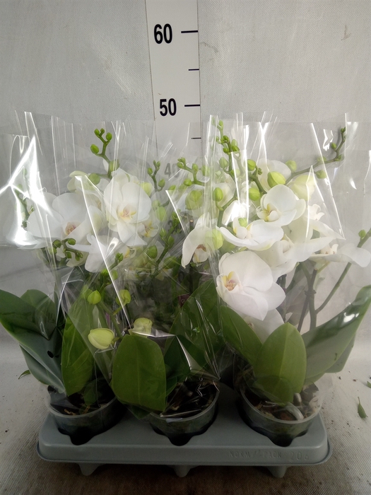 Phalaenopsis   ...white