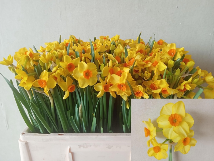 <h4>NARC TA MARTINETTE</h4>