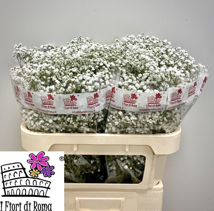 <h4>GYPS PA XLENCE</h4>