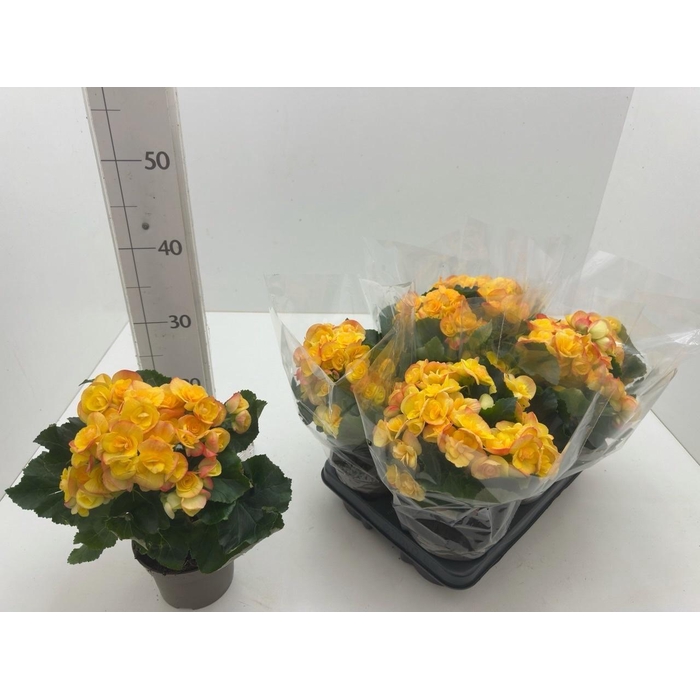 <h4>BEG HL REBECCA</h4>