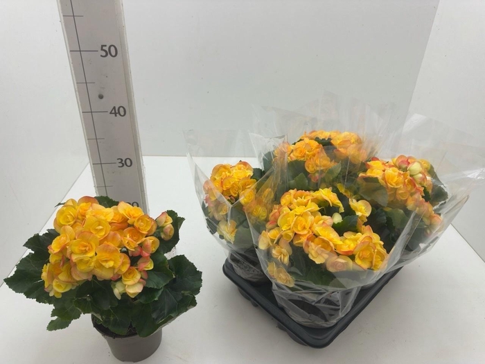 <h4>BEG HL REBECCA</h4>