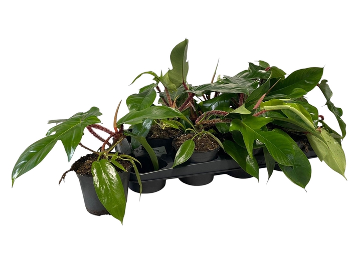 <h4>PHIL SQUAMIFERUM</h4>